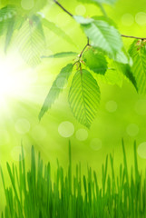 Fototapeta premium green leaves
