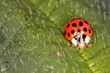 Ladybird