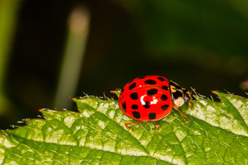 Ladybird