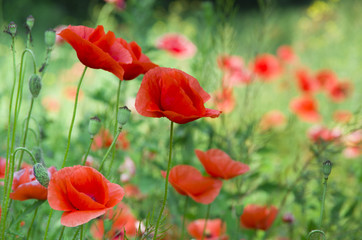 Fototapeta premium Czerwony mak