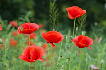 Obraz premium red poppies