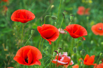 Obraz premium red poppies