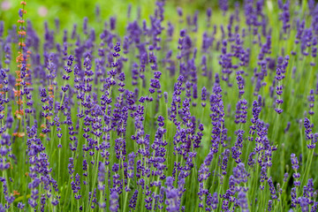 Naklejka premium Garden with the flourishing lavender in France
