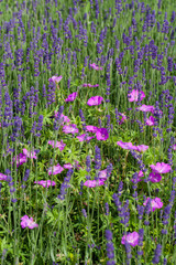 Obraz premium Garden with the flourishing lavender in France
