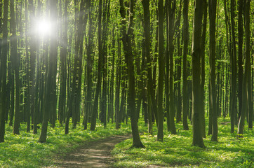 Fototapeta na wymiar forest trees. nature green wood sunlight backgrounds.