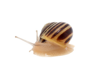 snail