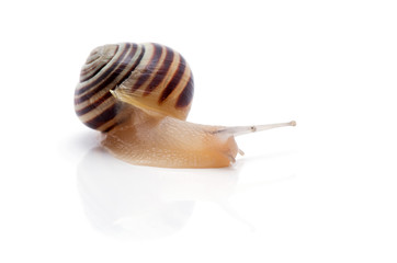 snail