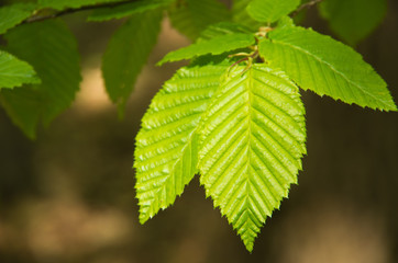 Green leaves background