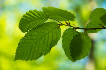 Green leaves background