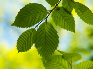 Green leaves background