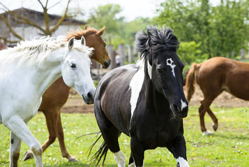 Obraz na płótnie Canvas Horses in meadow