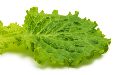 Fresh Lettuce / one leaf