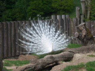 Weißer Pfau (Hahn) (Pavo cristatus mut. alba)