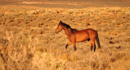  Navajo Horse