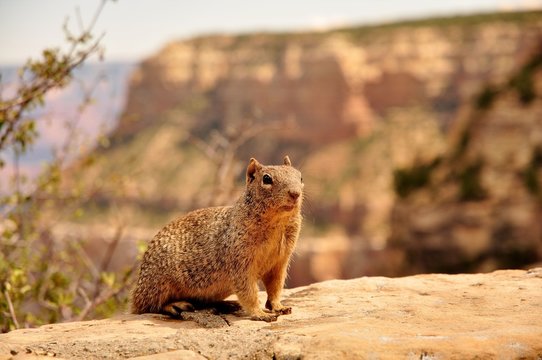 Squirrel in canyon