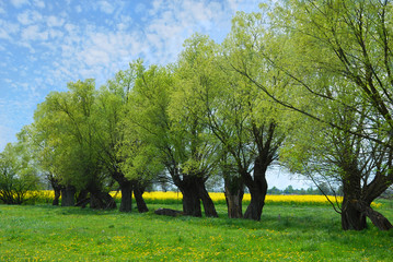 beautiful polish landscape with willow trees © teressa