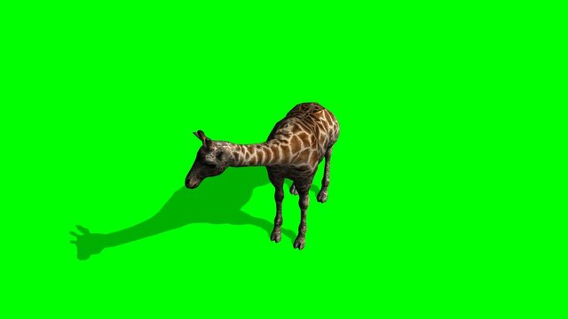 Giraffe stands and looks around - green screen