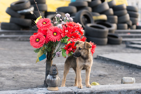 Ukraine. Kiev, Independence Square. Maidan.