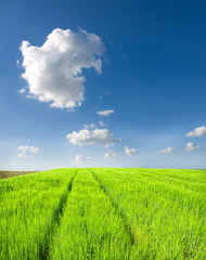 traces on young field. spring landscape