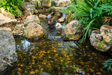 garden pond with ducks