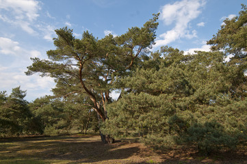 Fototapeta premium Pines, Schwanheimer dunes