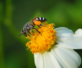 Close up  bees on  flower