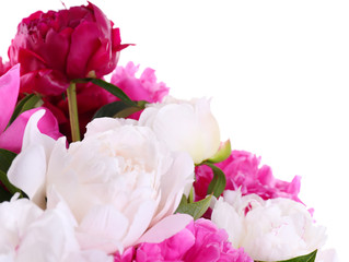 Beautiful pink and white peonies, isolated on white