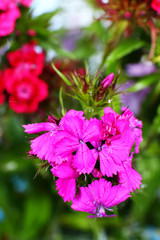 Beautiful flowers close up