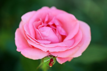 Beautiful pink rose on green bush