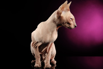 Obraz na płótnie Canvas Sfinks bezwłosy kot na ciemnym tle purpurowy