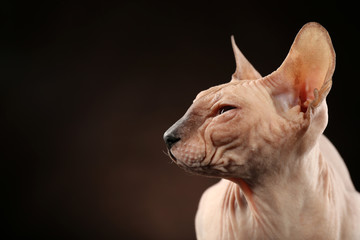 Sphynx hairless cat on dark background