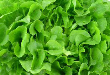 fresh green lettuce leaves