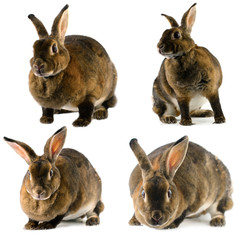 rabbit isolated on a white background