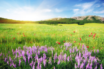 Fototapeta premium Spring meadow in meadow.
