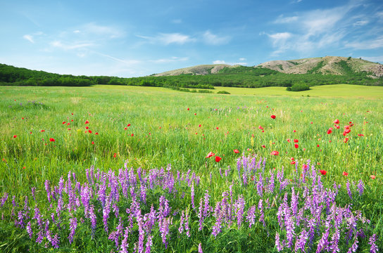 Spring meadow in meadow.