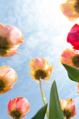 Fototapeta na wymiar colorful tulips