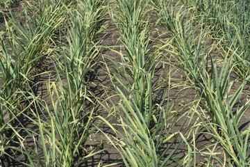 Obraz premium garlic vegetable beds