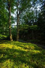 Forest - beautiful evening sunshine in a forest