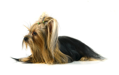 yorkshire terrier isolated on white