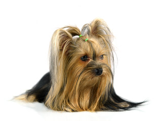 yorkshire terrier isolated on white