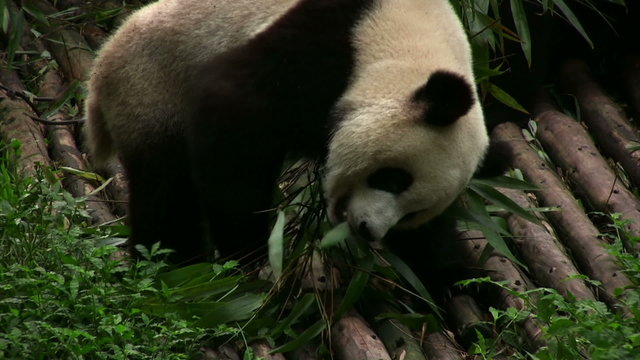 Panda bear eating
