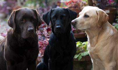 three colours of labrador