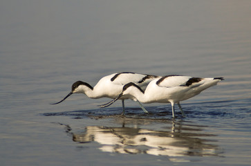Obraz premium Avocetta (Recurvirostra avosetta)