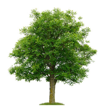 Freigestellter Walnussbaum im Fr&uuml;hling