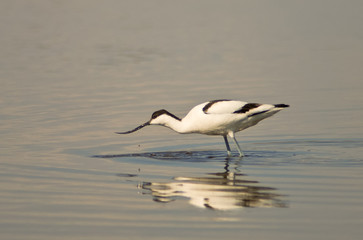 Fototapeta na wymiar avocetta (Recurvirostra avosetta)