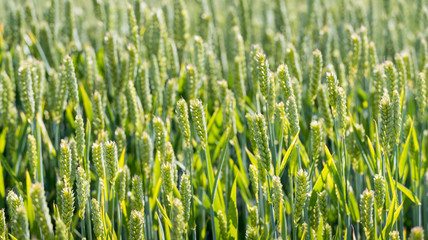 Waving corn ears from close © Ruud Morijn
