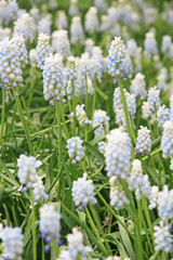 Muscari