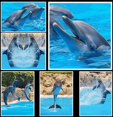Fototapeta premium Collage of photos of dolphins in a show
