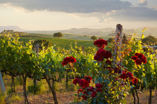 Tuscany Vineyards In Fall