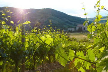 Growing grapes in the hills of Tuscany
